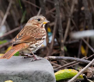 Photo 7/20 of Fox Sparrow (Passerella iliaca)