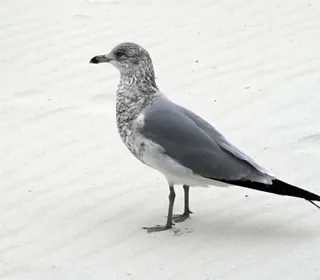 Photo 4/4 of Laughing Gull (Leucophaeus atricilla)