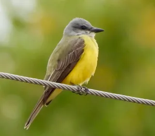Photo 9/30 of Eastern Kingbird (Tyrannus tyrannus)