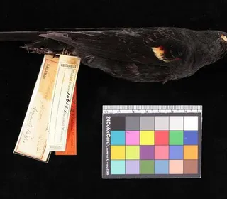 Photo 15/19 of Red-winged Blackbird (Agelaius phoeniceus)