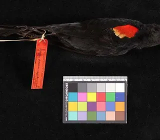Photo 16/19 of Red-winged Blackbird (Agelaius phoeniceus)