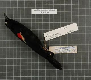 Photo 17/19 of Red-winged Blackbird (Agelaius phoeniceus)