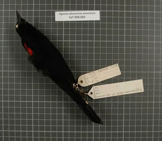 Photo 18/19 of Red-winged Blackbird (Agelaius phoeniceus)