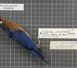 Photo 7/7 of Eastern Bluebird (Sialia sialis)