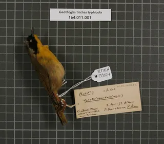 Photo 11/13 of Common Yellowthroat (Geothlypis trichas)
