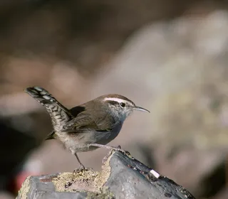 Photo 8/8 of Bewick's Wren (Thryomanes bewickii)