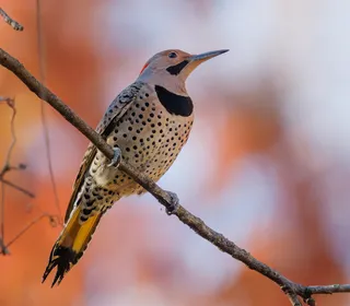 Photo 2/12 of Northern Flicker (Colaptes auratus)