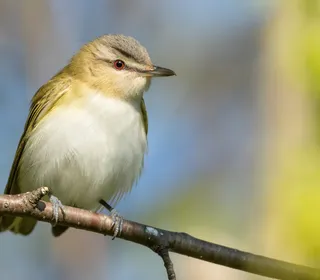 Photo 1/4 of Red-eyed Vireo (Vireo olivaceus)