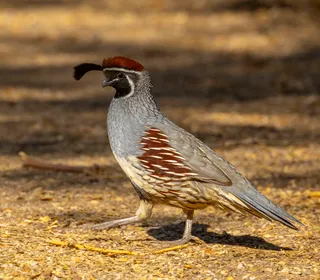 Photo 1/4 of Gambel's Quail (Callipepla gambelii)