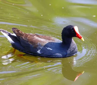 Photo 4/9 of Common Gallinule (Gallinula galeata)