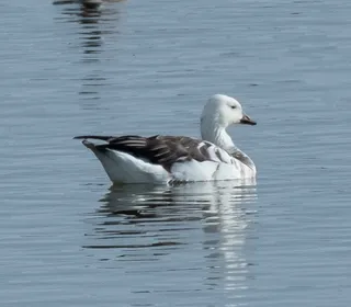 Photo 18/18 of Canada Goose (Branta canadensis)