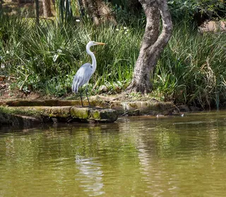Photo 7/8 of Great Egret (Ardea alba)