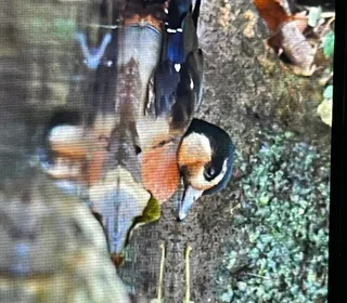 Photo 8/11 of Wood Duck (Aix sponsa)