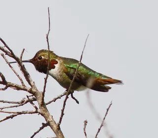 Photo 3/7 of Anna's Hummingbird (Calypte anna)