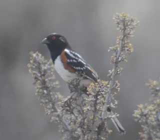 Photo 8/17 of Spotted Towhee (Pipilo maculatus)