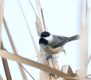 Photo 3/10 of Black-capped Chickadee (Poecile atricapillus)