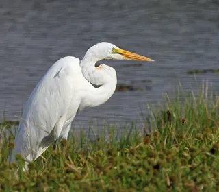Photo 5/8 of Great Egret (Ardea alba)