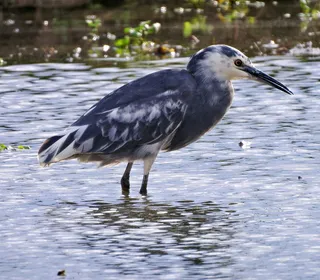 Photo 14/19 of Black-crowned Night Heron (Nycticorax nycticorax)