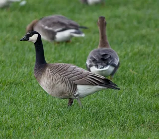 Photo 12/18 of Canada Goose (Branta canadensis)