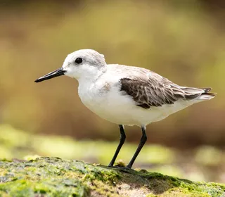 Photo 2/3 of Sanderling (Calidris alba)