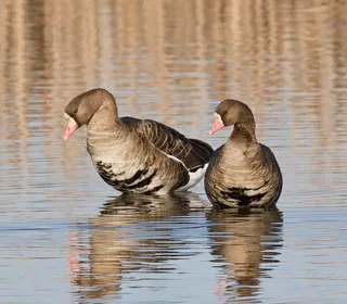 Photo 3/15 of Greater White-fronted Goose (Anser albifrons)