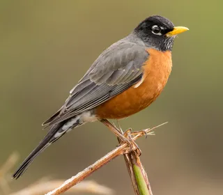 Photo 1/8 of American Robin (Turdus migratorius)