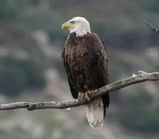 Photo 1/3 of Bald Eagle (Haliaeetus leucocephalus)