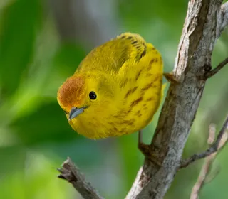 Photo 6/28 of Yellow Warbler (Setophaga petechia)