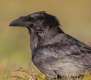 Photo 3/10 of Common Raven (Corvus corax)