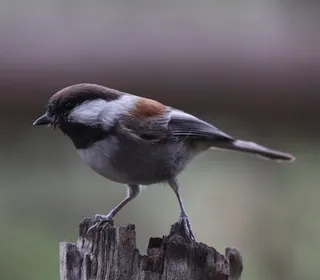 Photo 3/4 of Chestnut-backed Chickadee (Poecile rufescens)