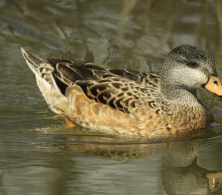 Photo 26/30 of Mallard (Anas platyrhynchos)