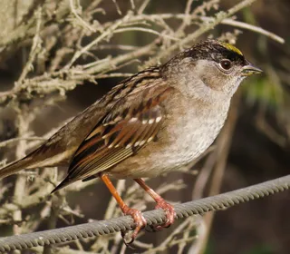 Photo 1/3 of Golden-crowned Sparrow (Zonotrichia atricapilla)
