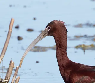 Photo 2/2 of Glossy Ibis (Plegadis falcinellus)