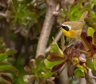 Photo 4/13 of Common Yellowthroat (Geothlypis trichas)