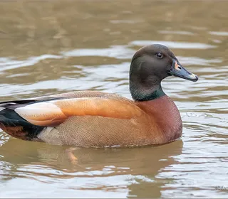 Photo 15/30 of Mallard (Anas platyrhynchos)