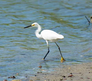 Photo 2/6 of Snowy Egret (Egretta thula)
