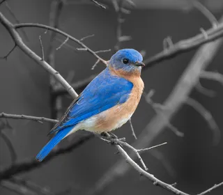 Photo 1/7 of Eastern Bluebird (Sialia sialis)
