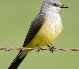 Photo 1/30 of Eastern Kingbird (Tyrannus tyrannus)