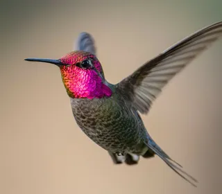 Photo 1/7 of Anna's Hummingbird (Calypte anna)