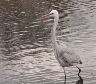Photo 8/8 of Great Egret (Ardea alba)