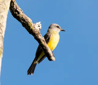 Photo 19/30 of Eastern Kingbird (Tyrannus tyrannus)