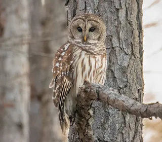 Photo 1/6 of Barred Owl (Strix varia)
