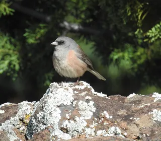 Photo 15/23 of Dark-eyed Junco (Junco hyemalis)