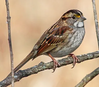 Photo 1/4 of White-throated Sparrow (Zonotrichia albicollis)