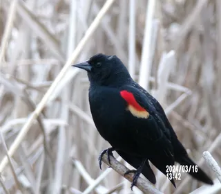Photo 2/19 of Red-winged Blackbird (Agelaius phoeniceus)