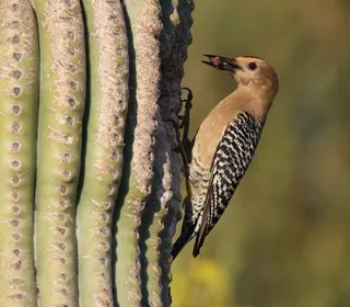 Photo 1/4 of Gila Woodpecker (Melanerpes uropygialis)