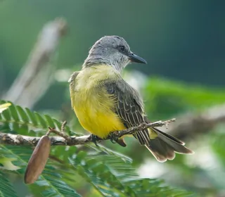 Photo 21/30 of Eastern Kingbird (Tyrannus tyrannus)