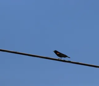 Photo 19/19 of Red-winged Blackbird (Agelaius phoeniceus)