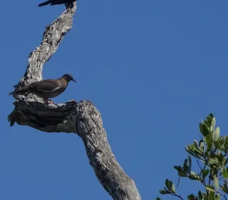 Photo 11/19 of Red-winged Blackbird (Agelaius phoeniceus)