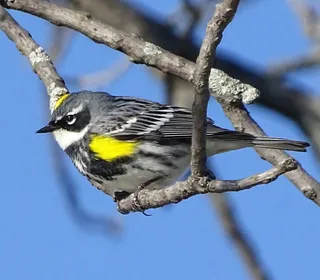 Photo 2/10 of Yellow-rumped Warbler (Setophaga coronata)